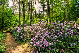 Purple flowers in forest