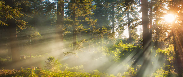 Sunburst through trees